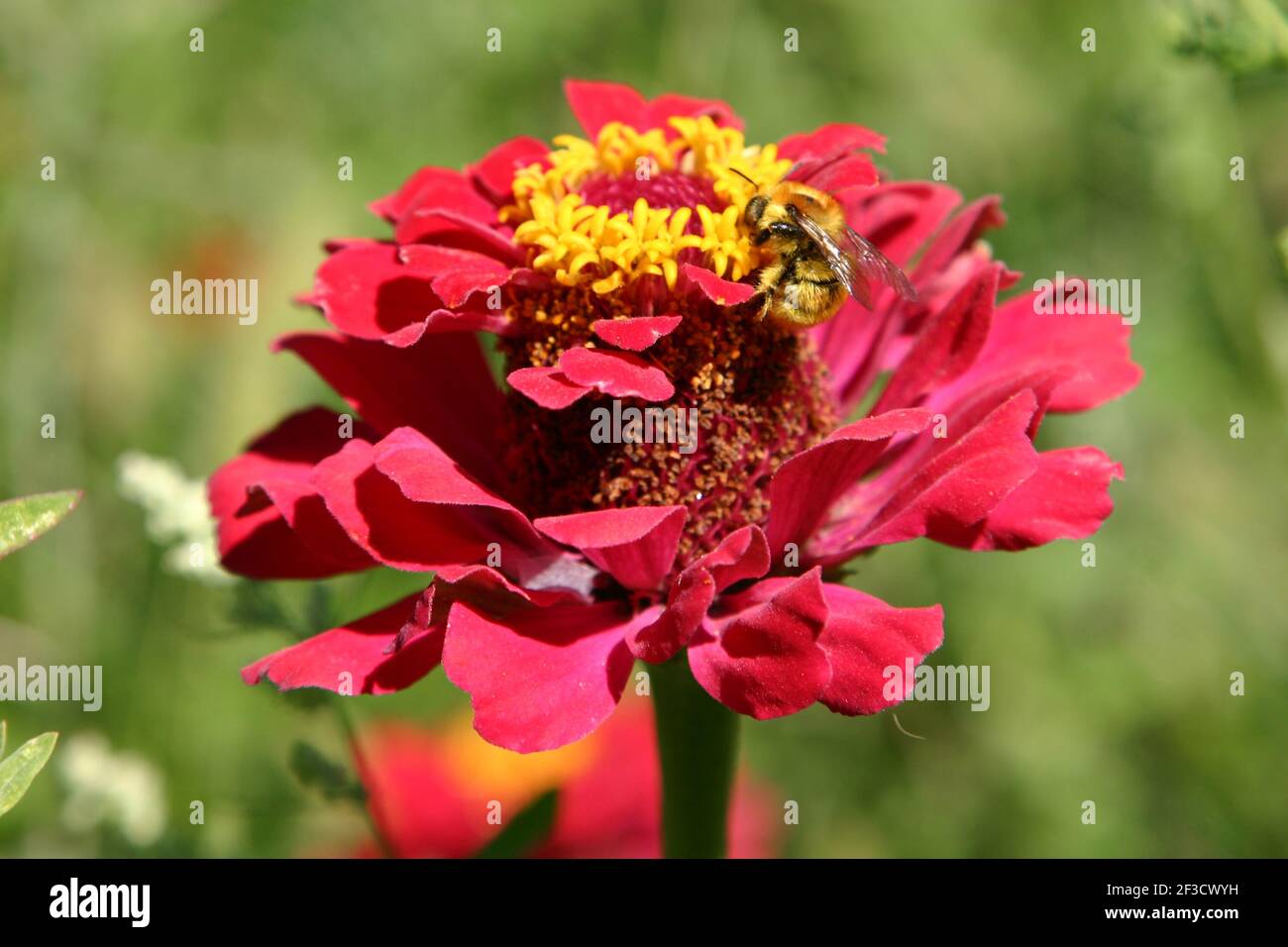 Bee pollinate a flower of red zinnia Stock Photo - Alamy