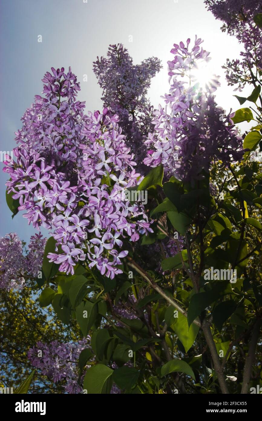 Lilac tree hi-res stock photography and images - Alamy