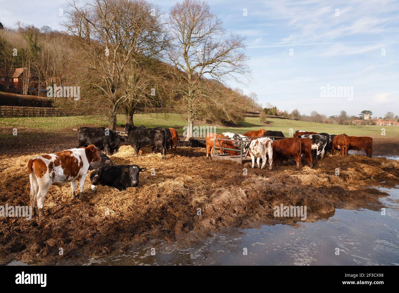 Herd of cows in a field in Chiltern Hills in winter. Hambleden, Buckinghamshire, UK Stock Photo