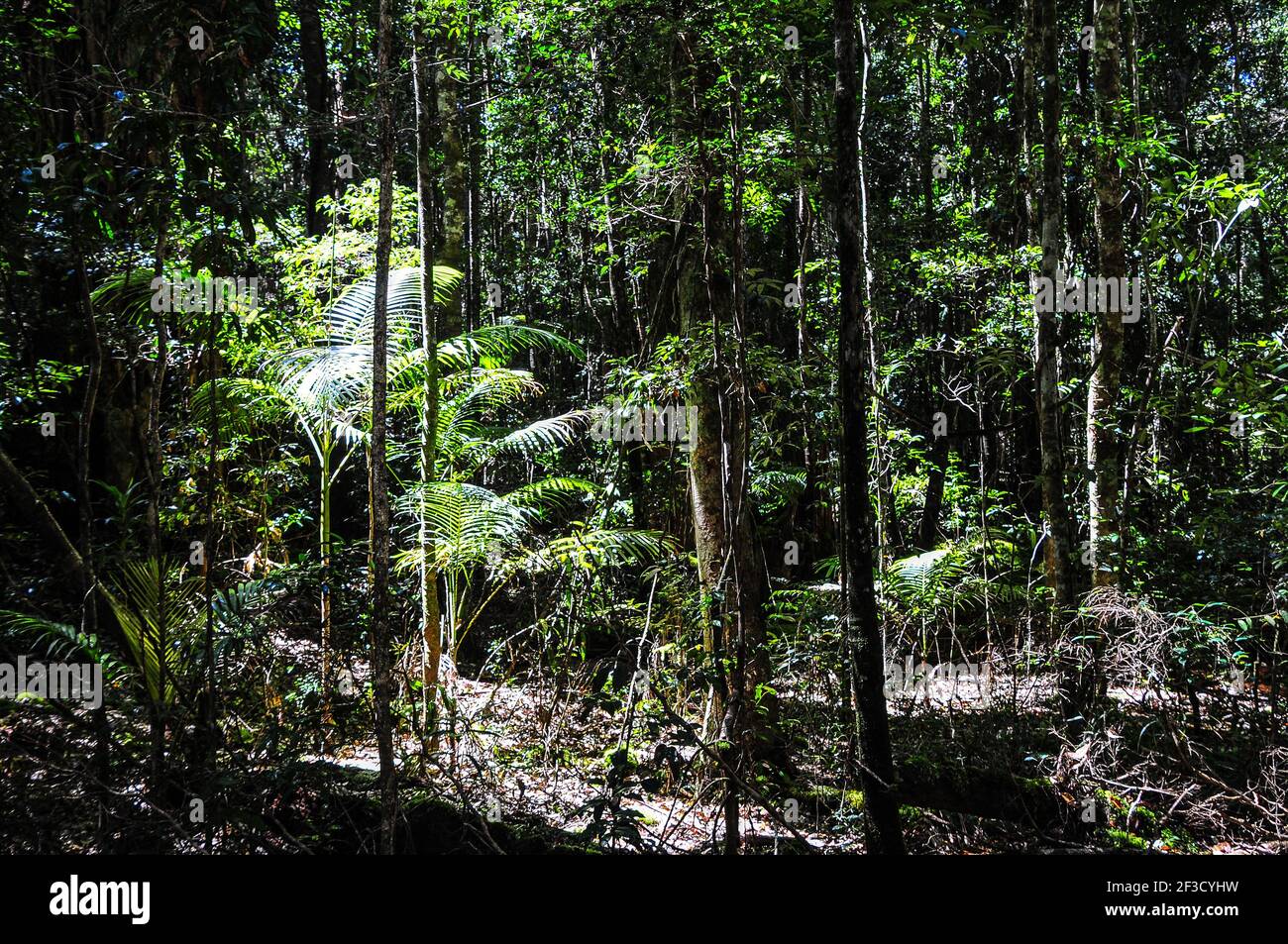 Daintree Rainforest (tropical rainforest) is a region on the northeast coast of Queensland, Australia Stock Photo