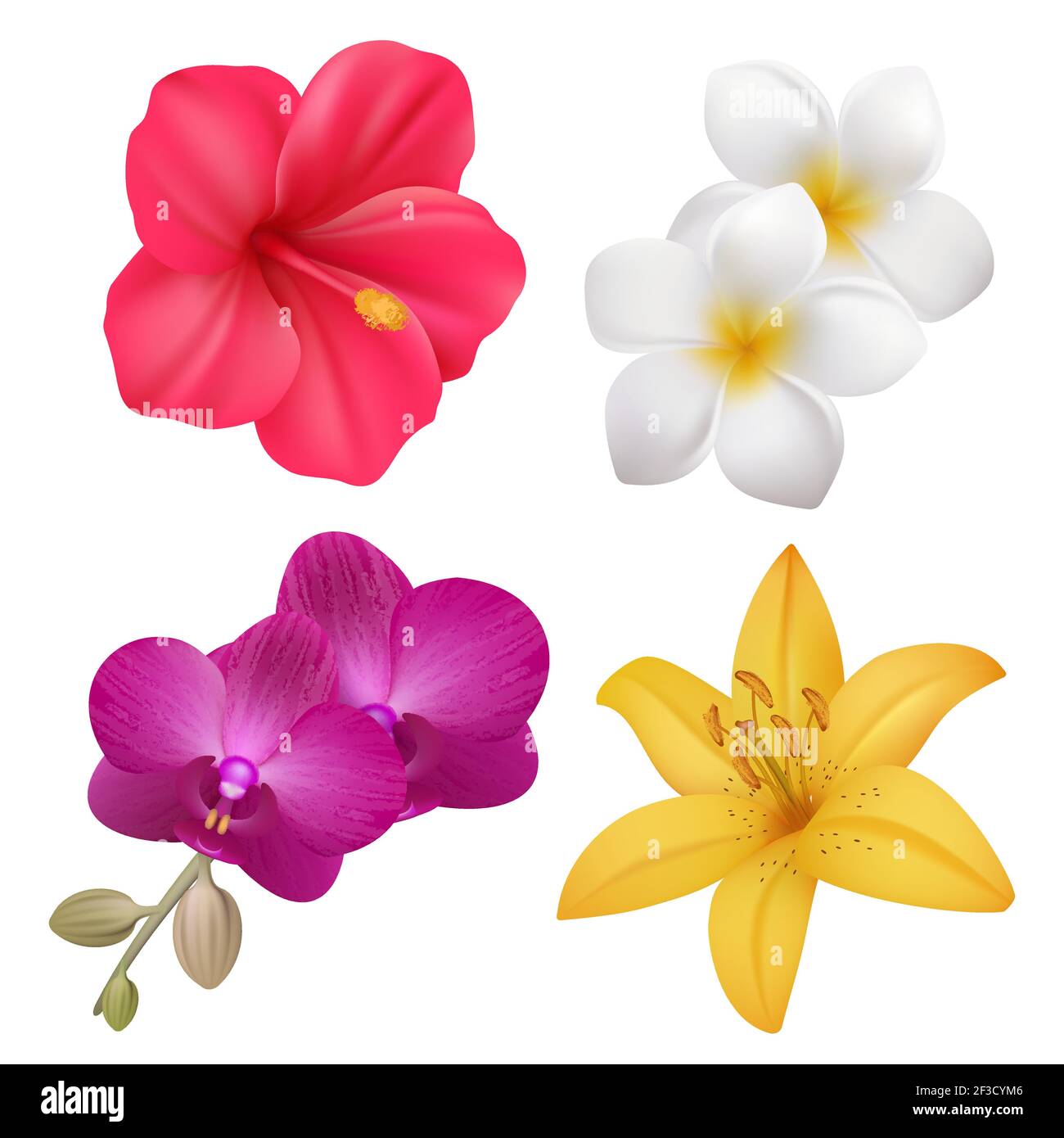 Tropical flowers. Exotic nature plants floral realistic collection of polynesian vector flowers Stock Vector