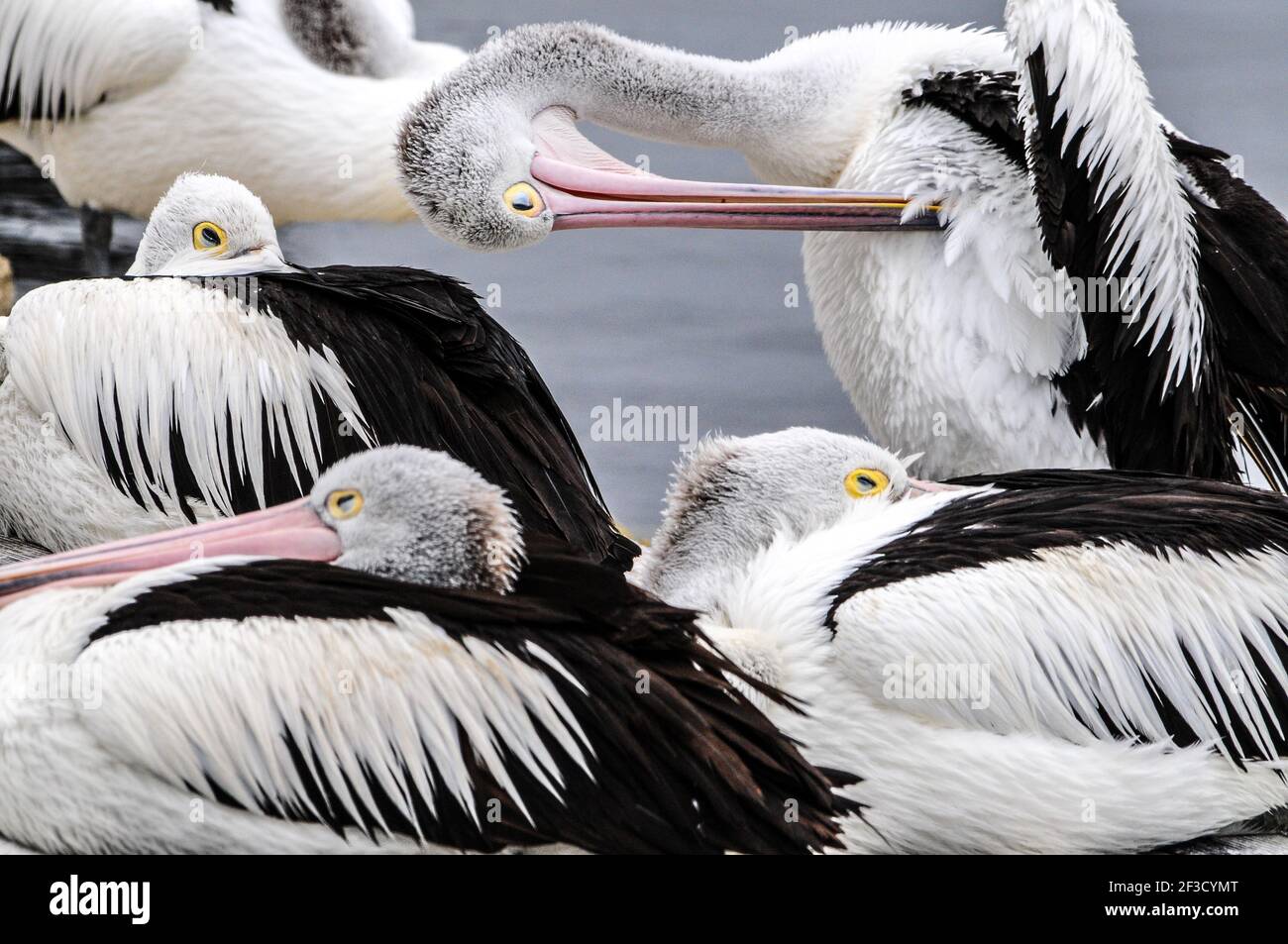 Australian Pelicans (Pelecanus conspicillatus) on pier near American River, Kangaroo Island, South Australia Stock Photo