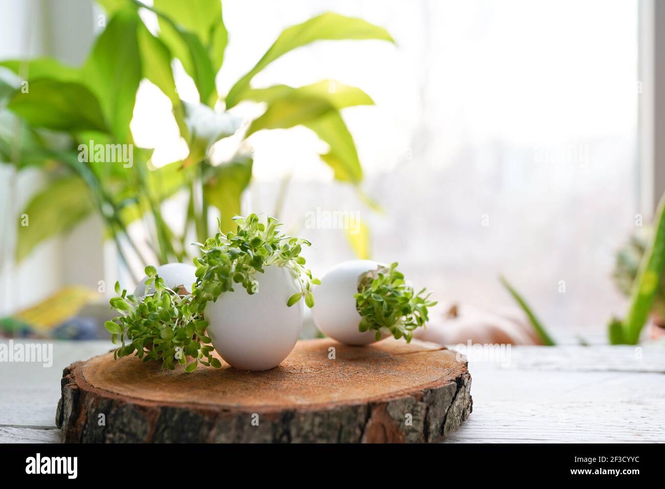 microgreens in the eggshells on wooden background, easter concept Stock Photo