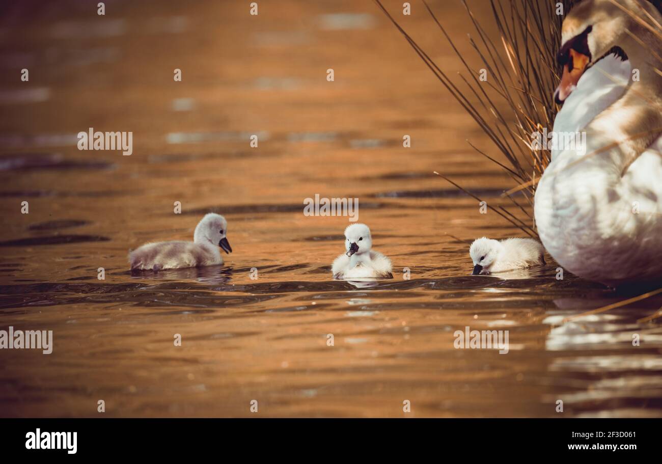 Young swans watch their mother as they hunt for food. The best photo. Stock Photo