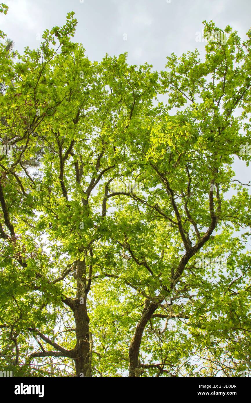 Quercus robur green springtime foliage Stock Photo - Alamy