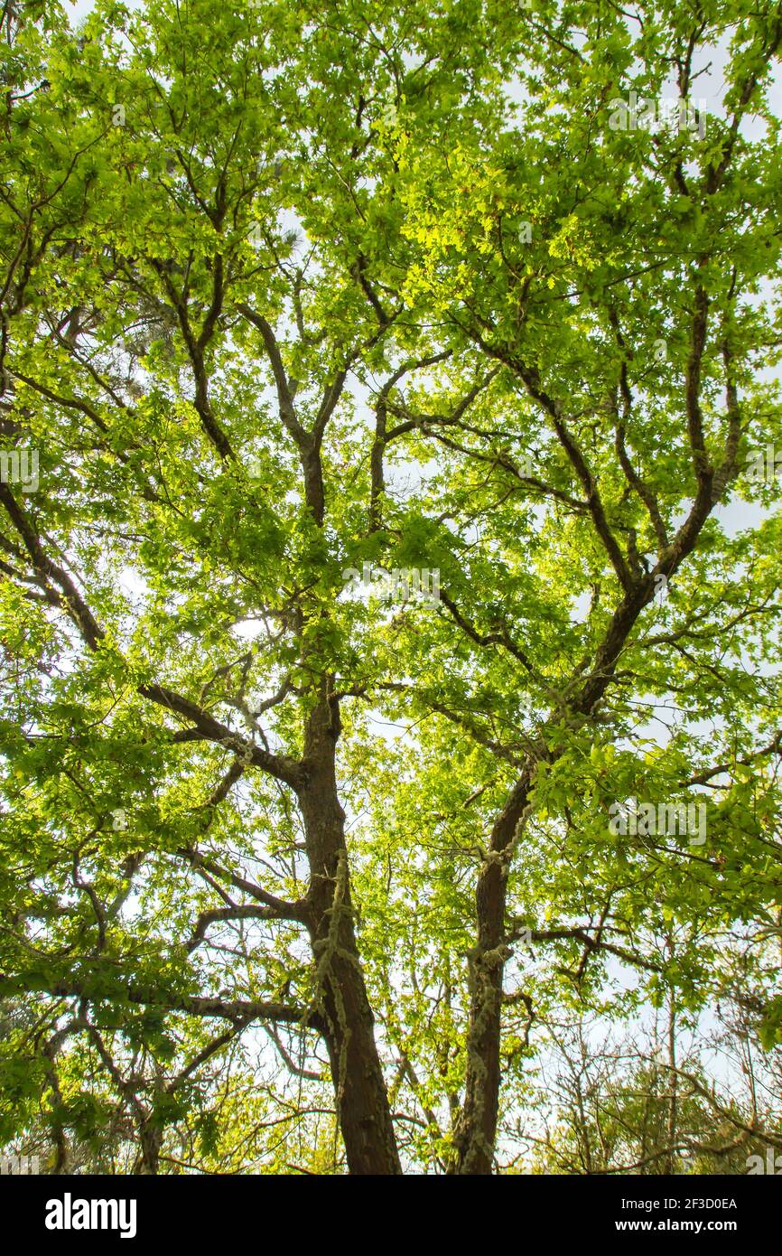 Quercus robur green springtime foliage Stock Photo - Alamy