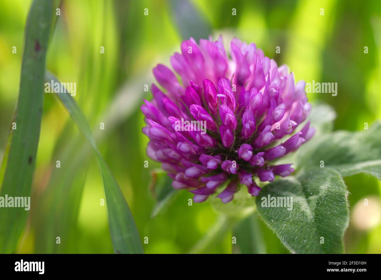 Wild red clover flower blooming Stock Photo Alamy