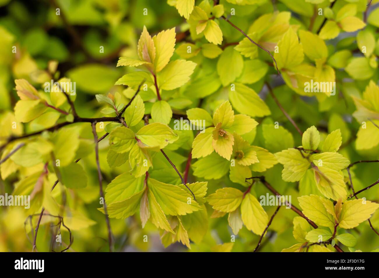 Detail of spirea japonica plant green foliage growing in spring Stock Photo