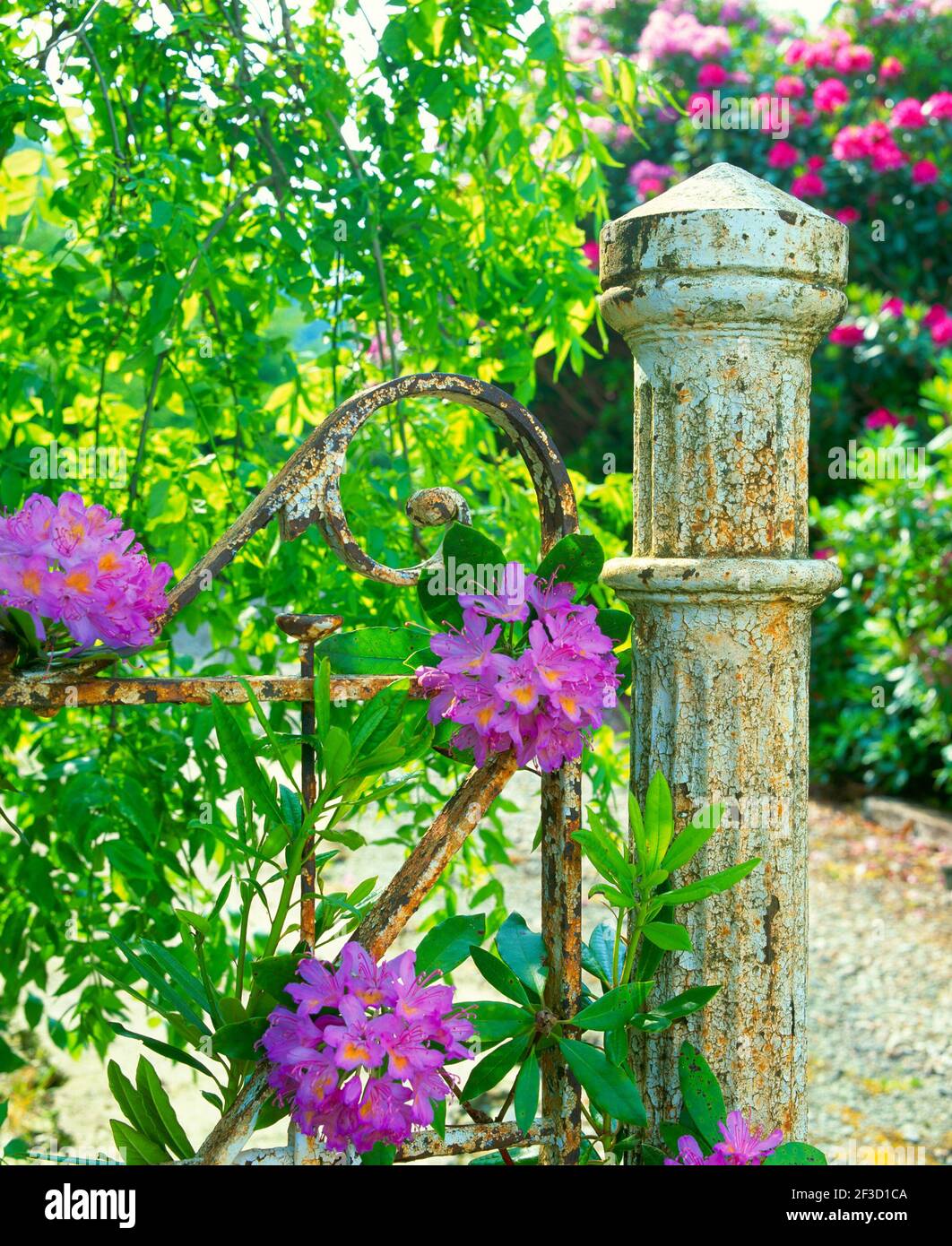 rhododendron, with gate post, Stock Photo