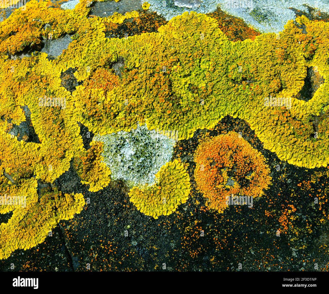 lichen, over boulder, Stock Photo