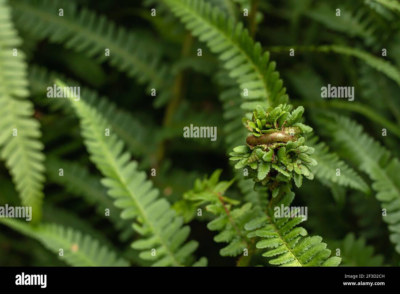 Lady fern green fronds unfolding in spring Stock Photo