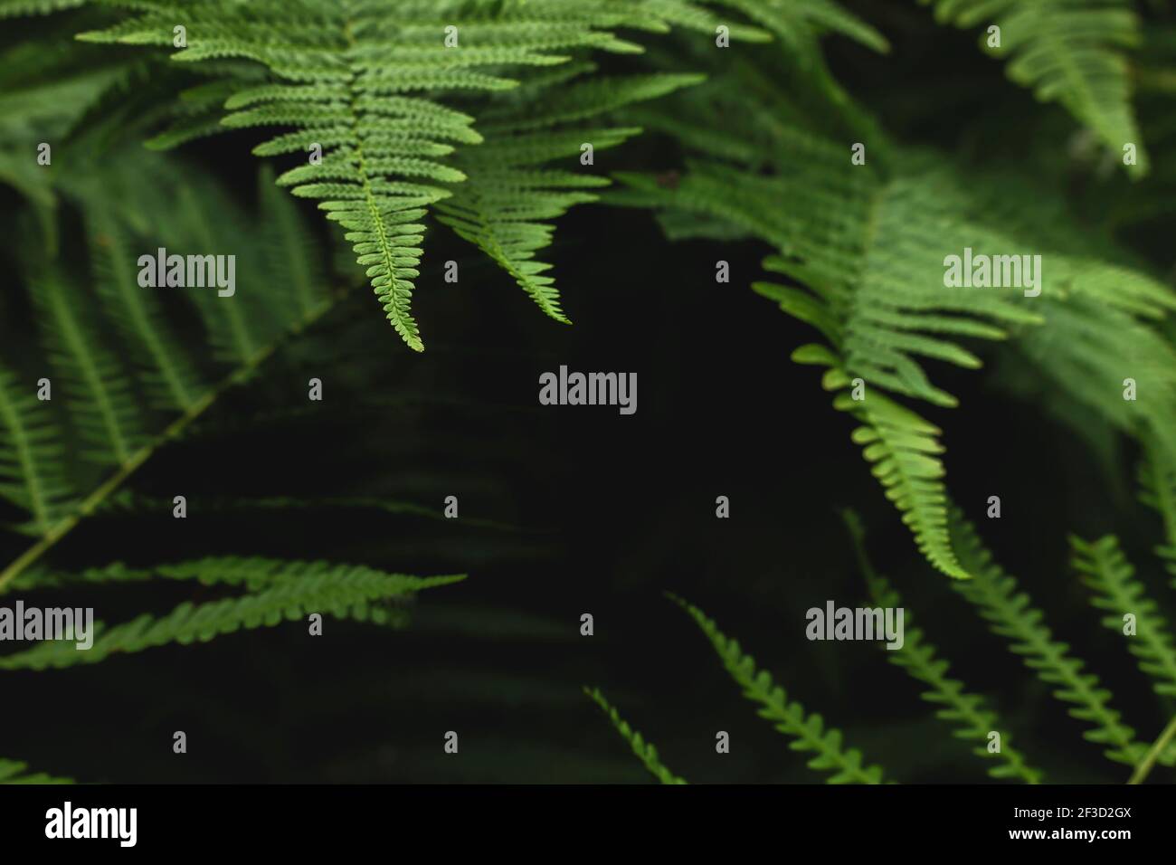 Lady fern green fronds, selective focus Stock Photo