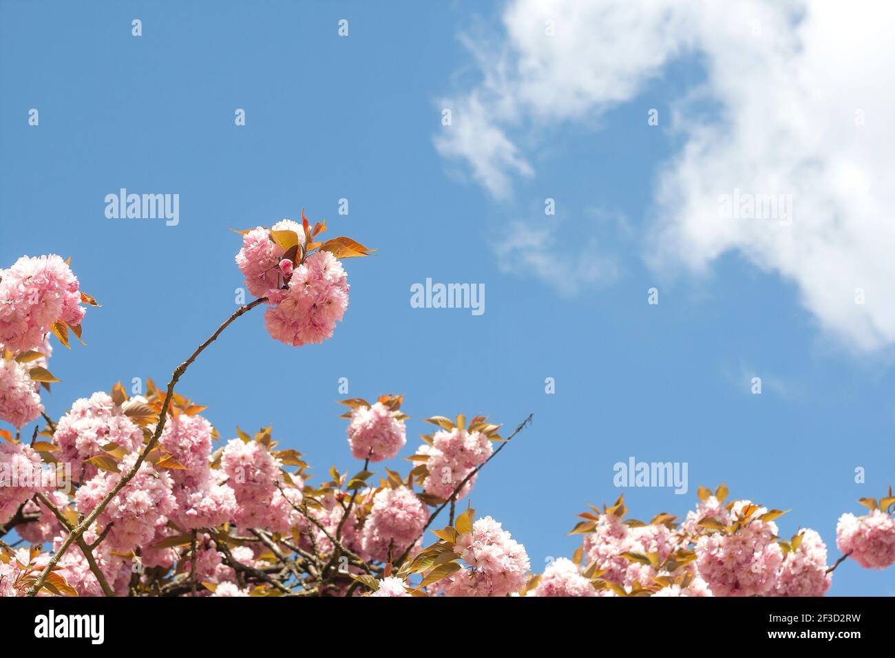 Prunus serrulata springtime cherry blossom Stock Photo