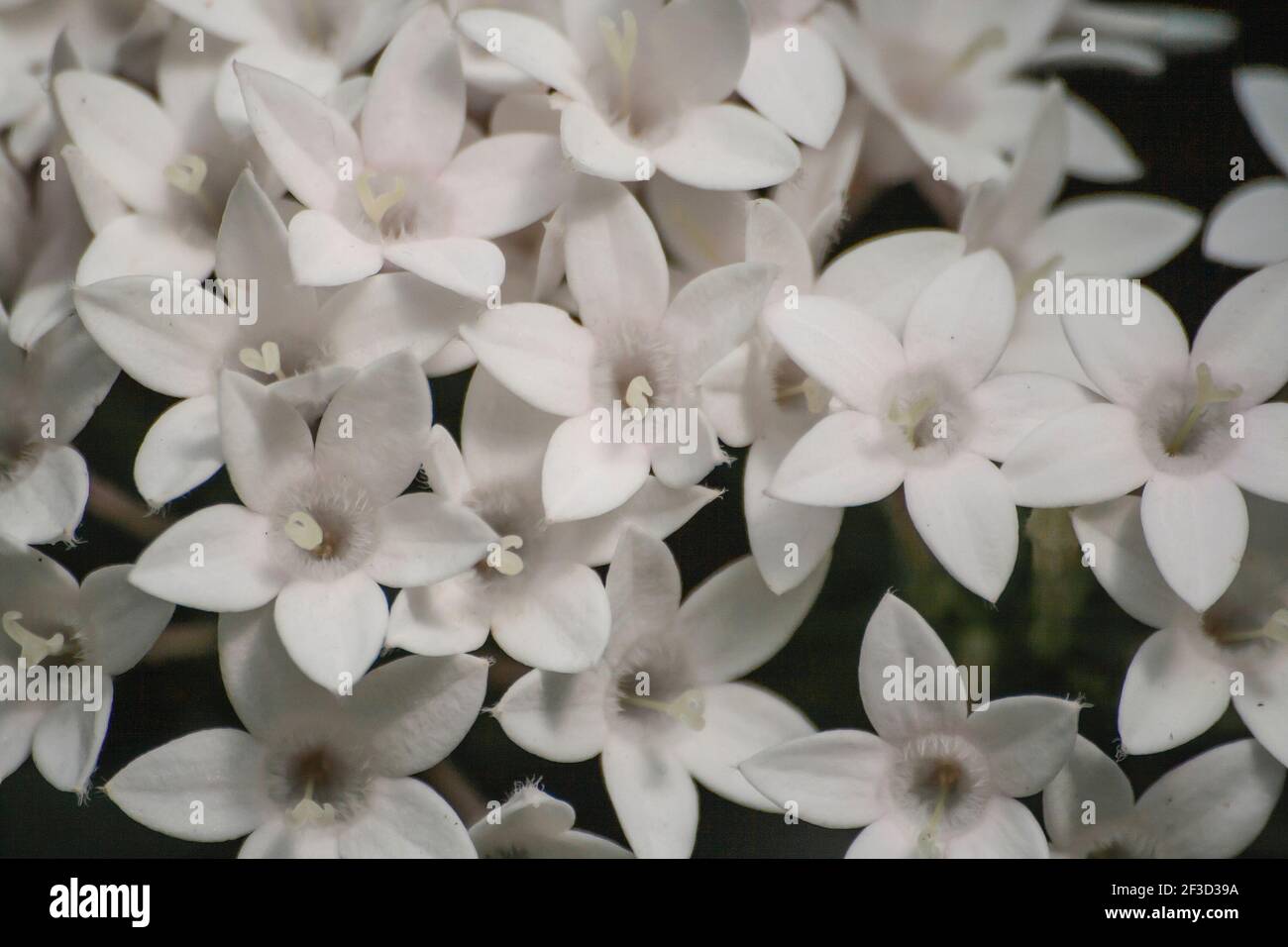Pentas lanceolata, egyptian starcluster white flowers Stock Photo