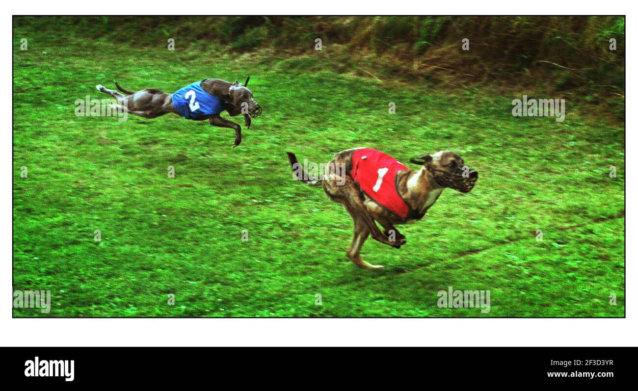 WHIPPET RACING AT THE JOLLY FRIAR PUB AUG 2000 IN BLIDWORTH, NEAR