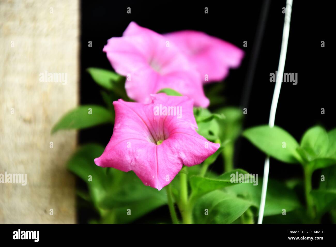 Beautiful pink petunia flowers hi-res stock photography and images - Alamy