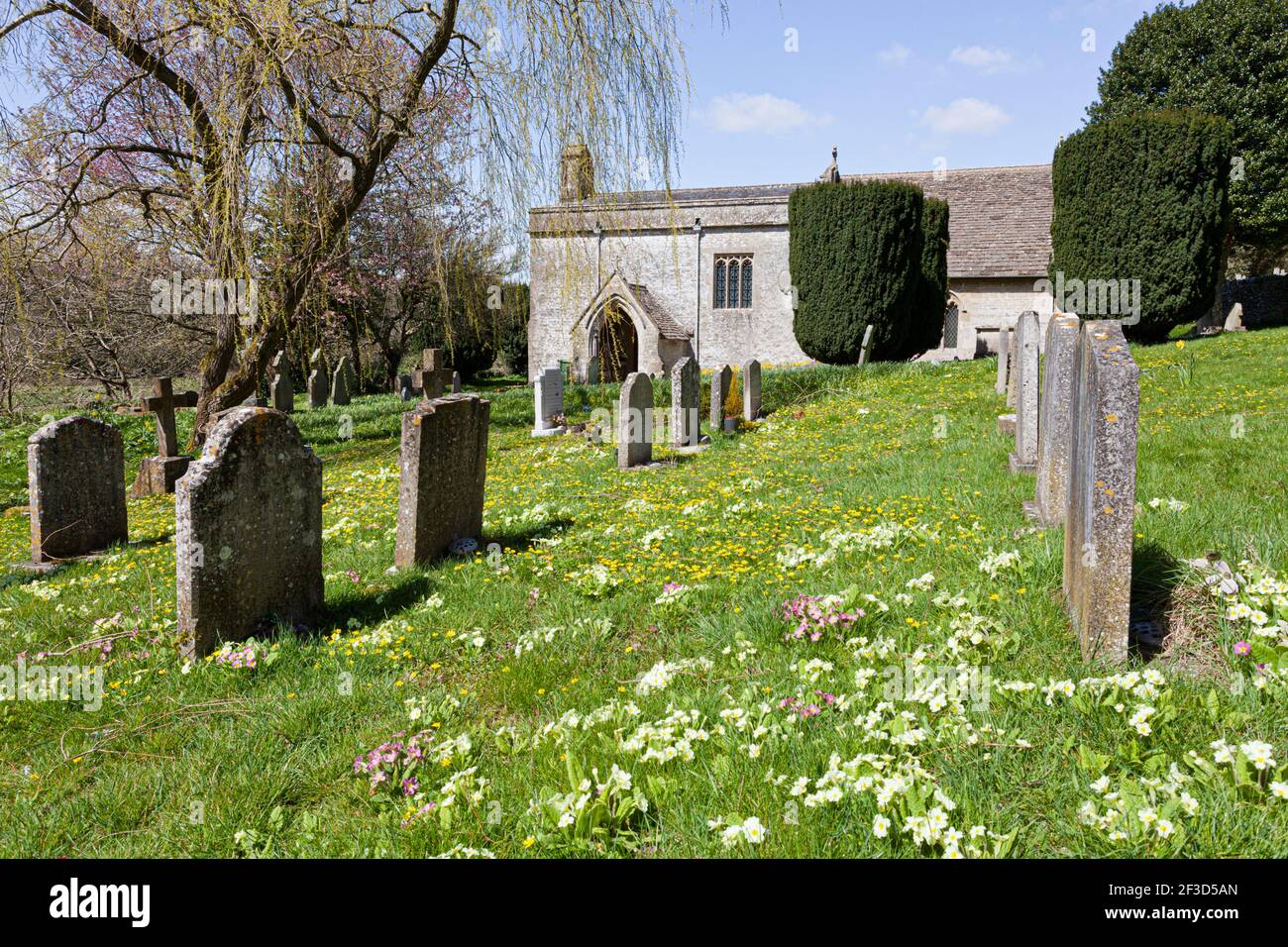 Springtime primroses at the churchyard of St Mary Magdelene church in the Cotswold village of Baunton, Gloucestershire UK Stock Photo