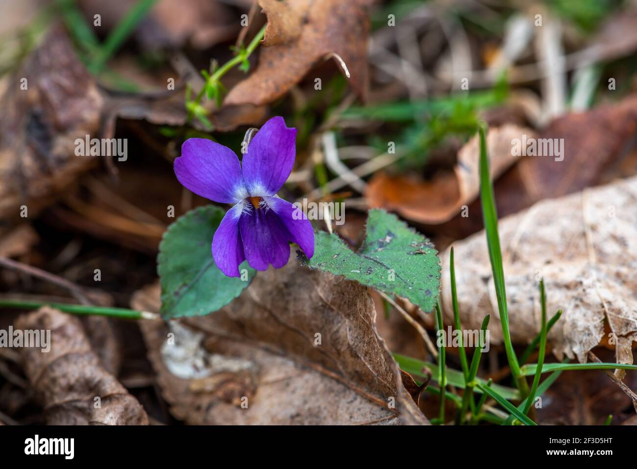 Speedwell flower in the springtime, close-up photo of veronica flower Stock Photo