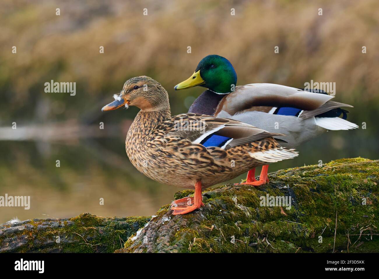A pair of Mallard ducks resting motionless on a tree trunk. Sitting in the same position. Side view, closeup. Genus species Anas platyrhynchos. Stock Photo