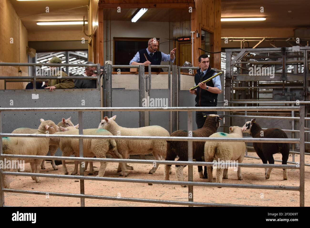 Dingwall & Highland Marts, Livestock auction Stock Photo