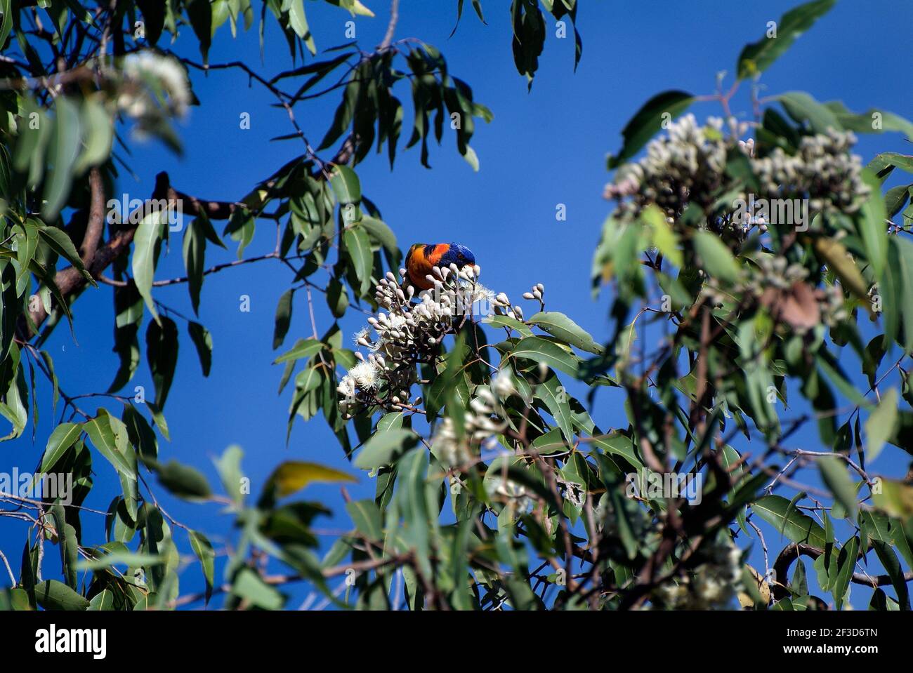 Australia, white blooming eucalyptus tree and rainbow lorikeet Stock Photo
