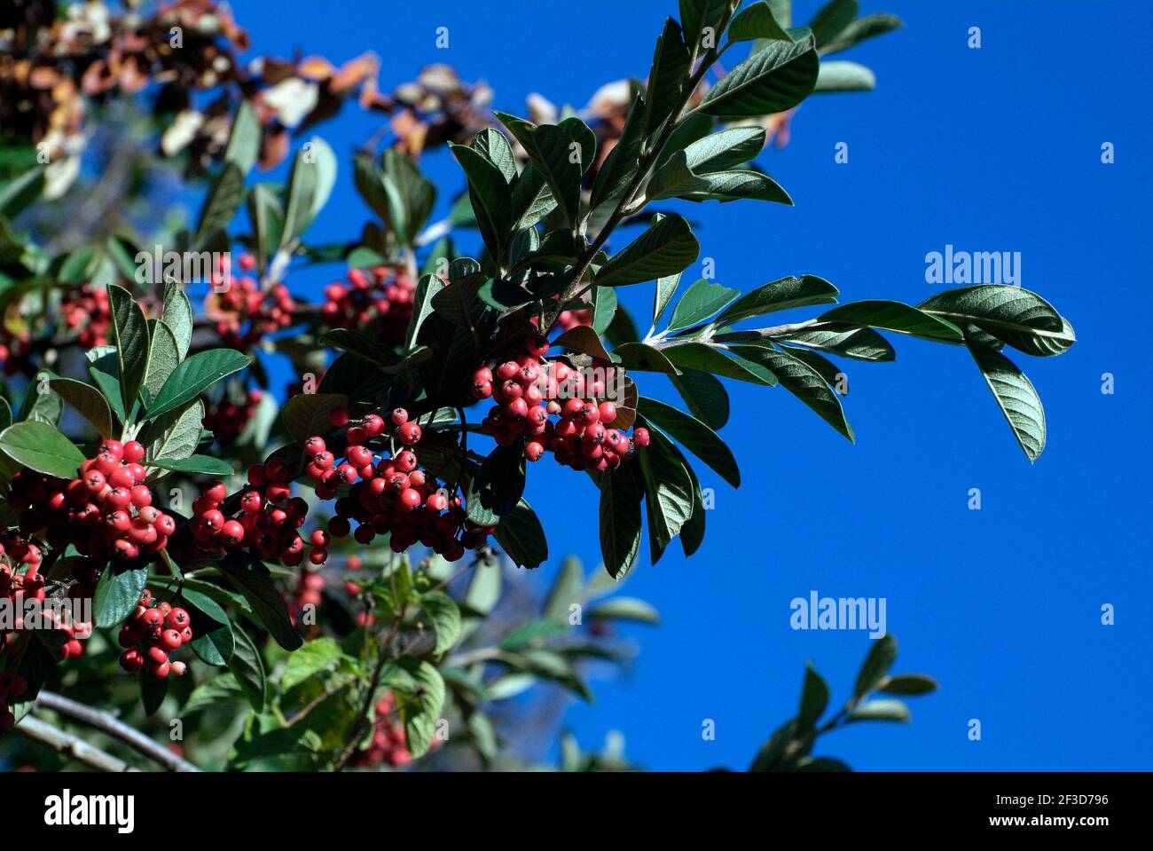 Australia, berries on Bright Bead Cotoneaster Stock Photo