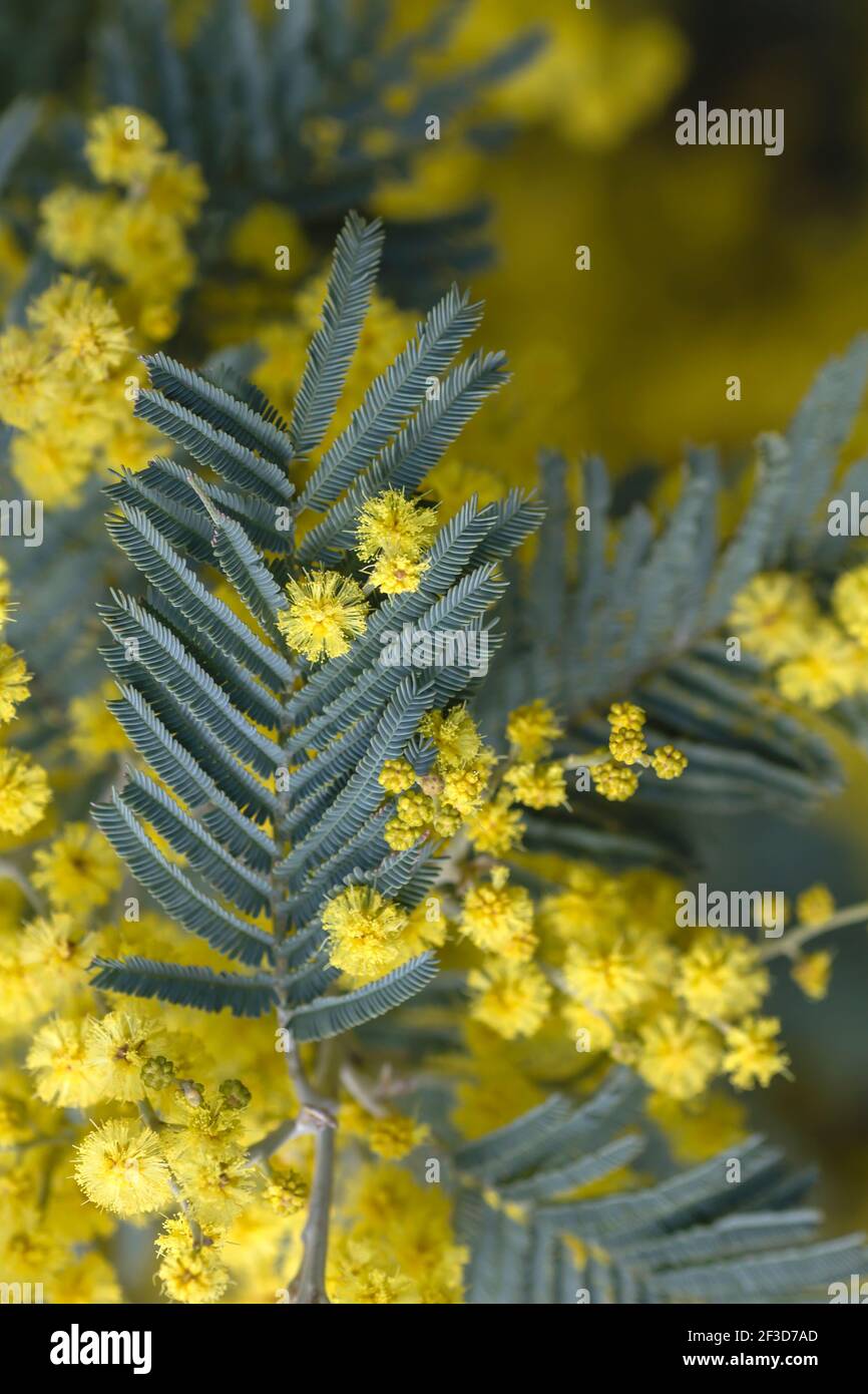Detail of blossoming acacia dealbata silvery green leaves and yellow flowers Stock Photo