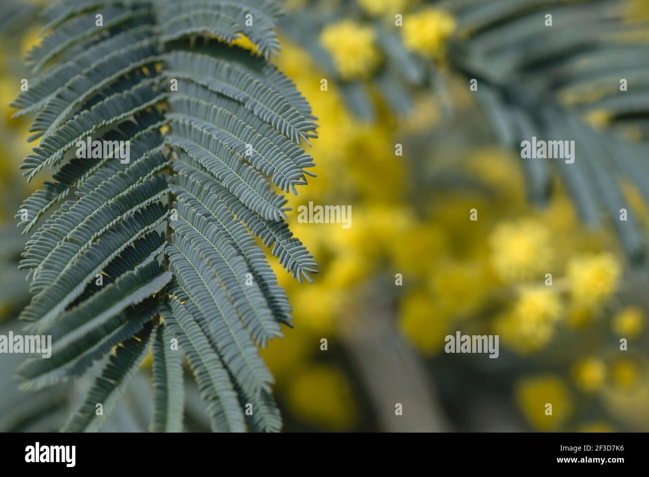 Acacia dealbata sylvery blue-green leaf close up, abstract background, copy space Stock Photo