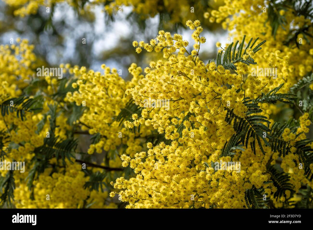 Detail of blossoming acacia dealbata yellow flowers Stock Photo