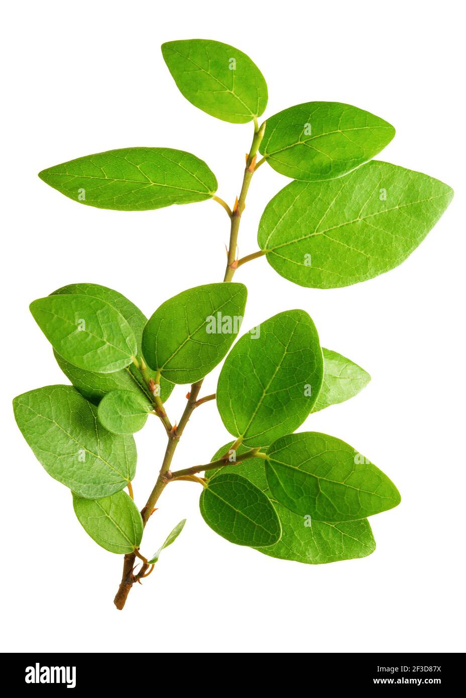 twig with green leaves isolated on white background for wedding ...