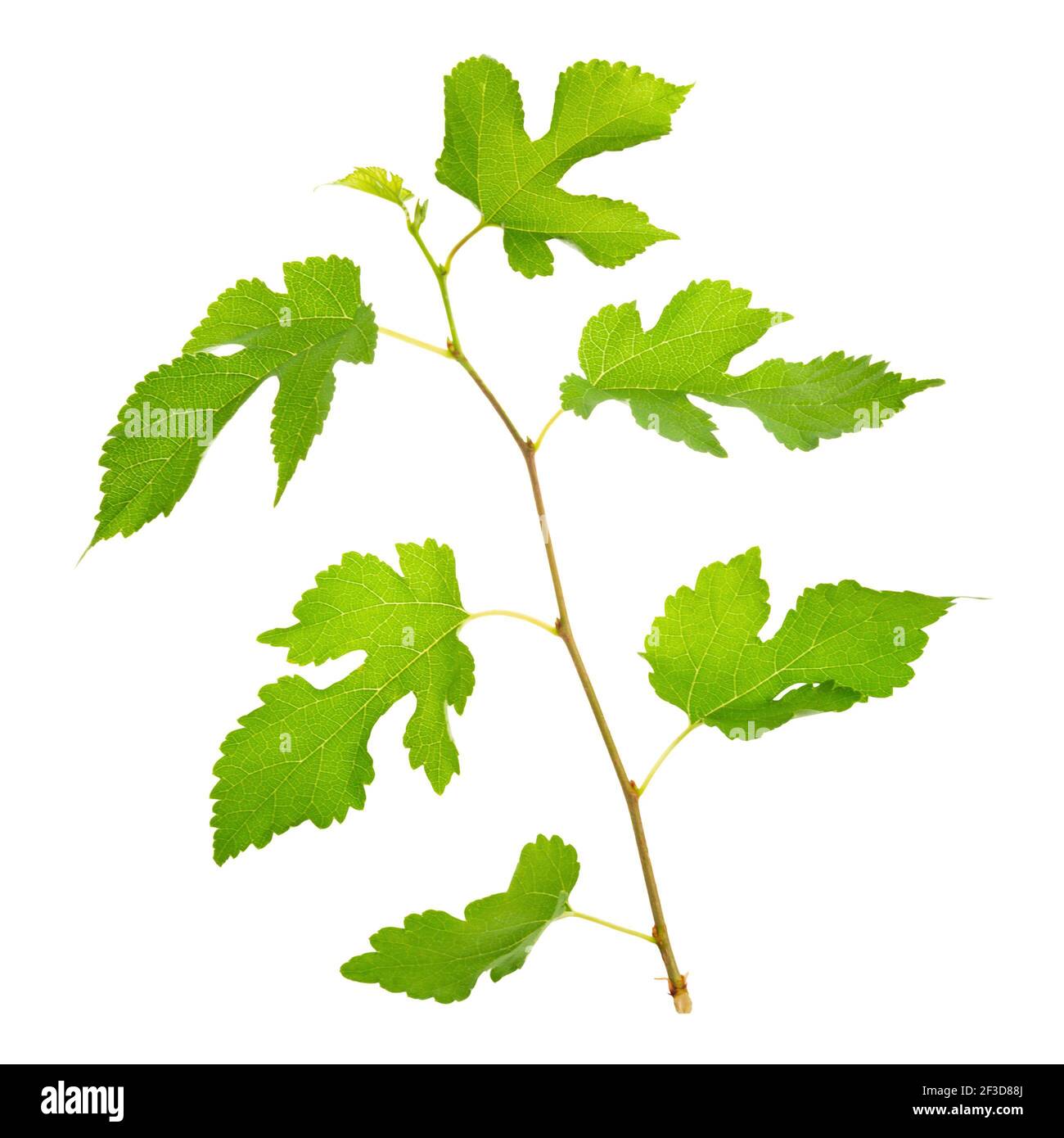 twig with green leaves isolated on white background for wedding ...