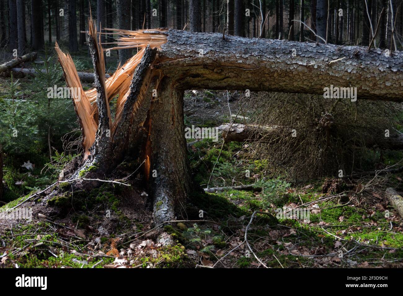 Storm damage: cracked pine tree in a forest Stock Photo