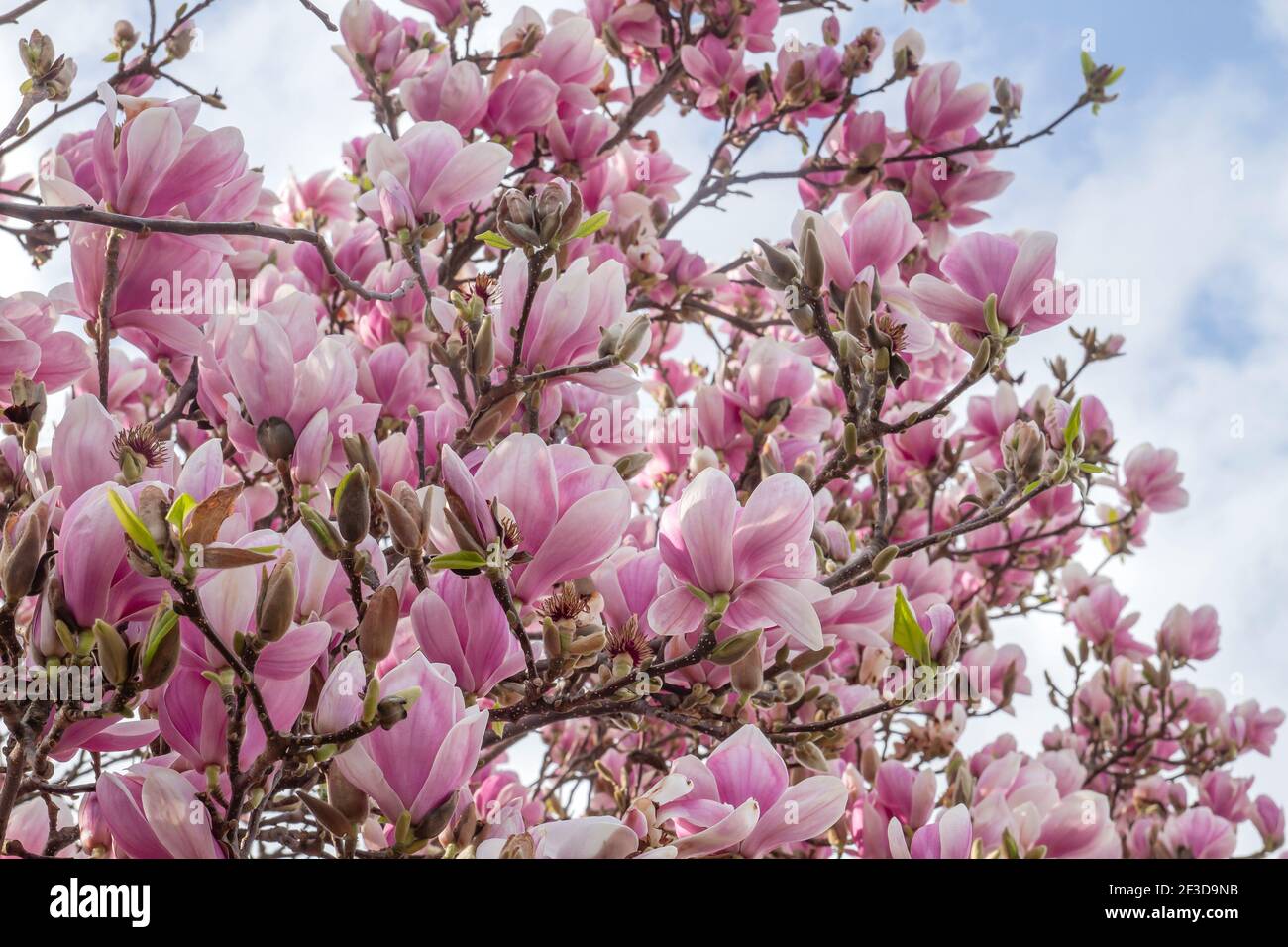 Pink blooming magnolia tree hi-res stock photography and images - Alamy