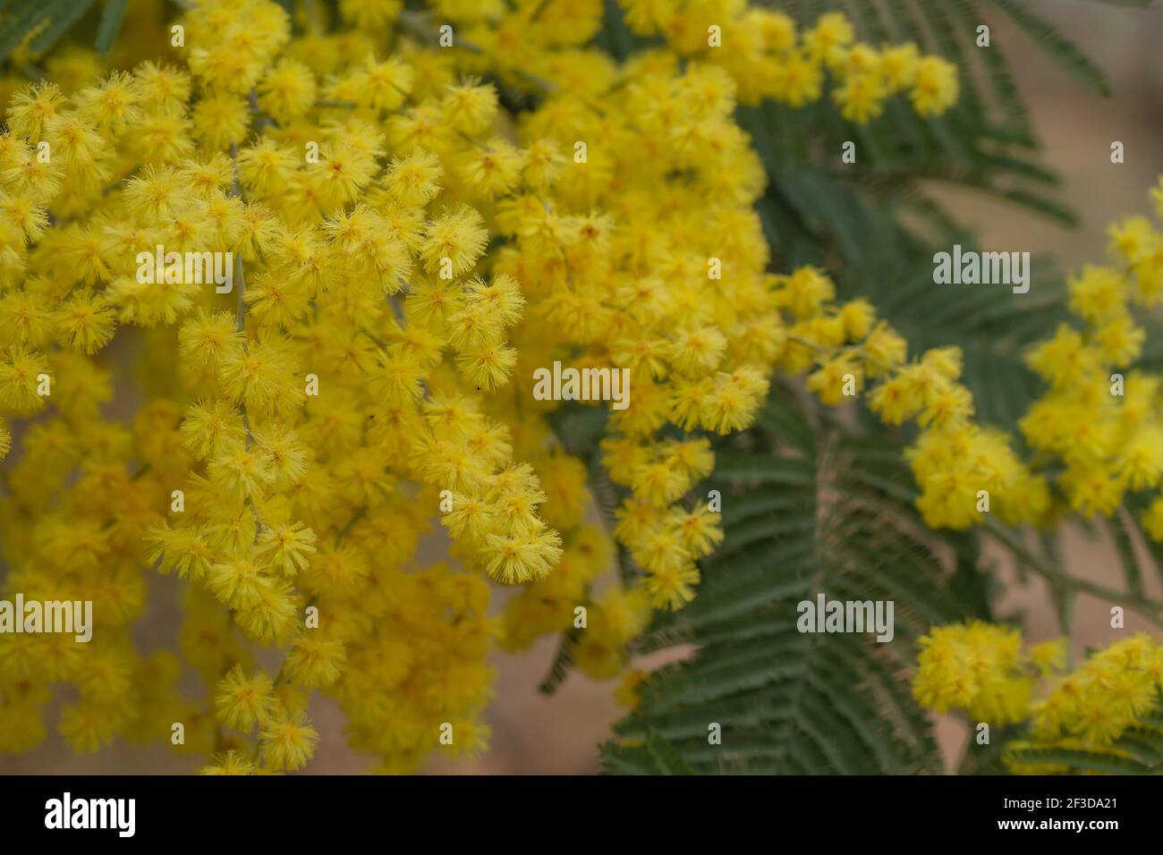 Silver wattle yellow flowers blooming in spring Stock Photo
