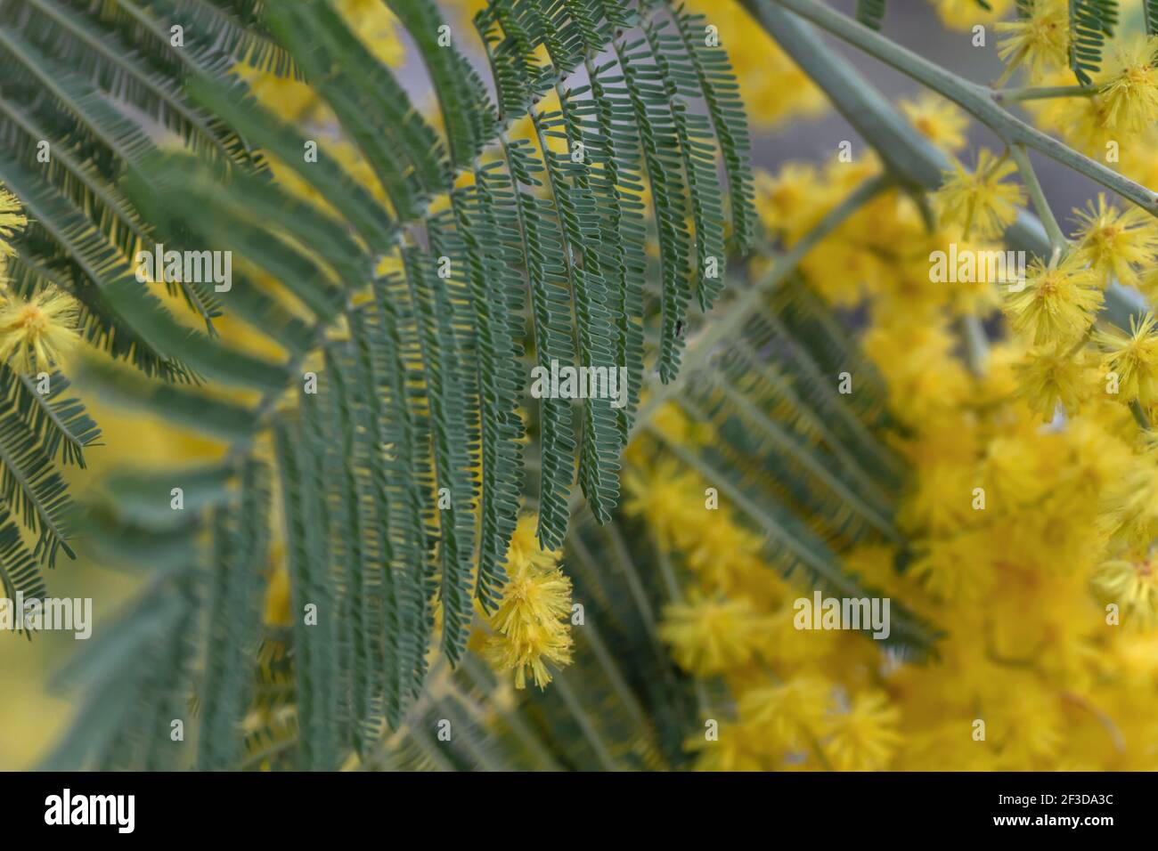 Blossoming silver wattle green leaves and yellow flowers close up Stock Photo
