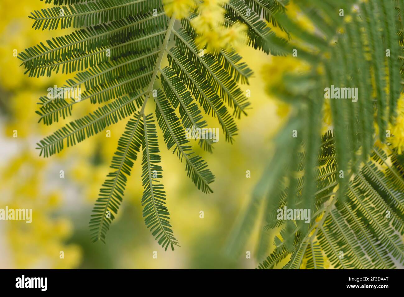 Blossoming silver wattle green leaves and yellow flowers close up Stock Photo