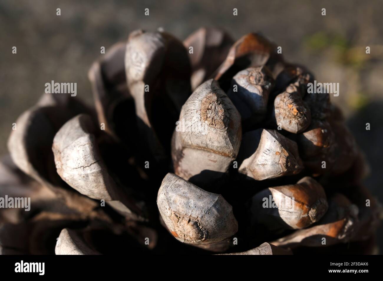 Macro shot of a pine cone at outdoor Stock Photo