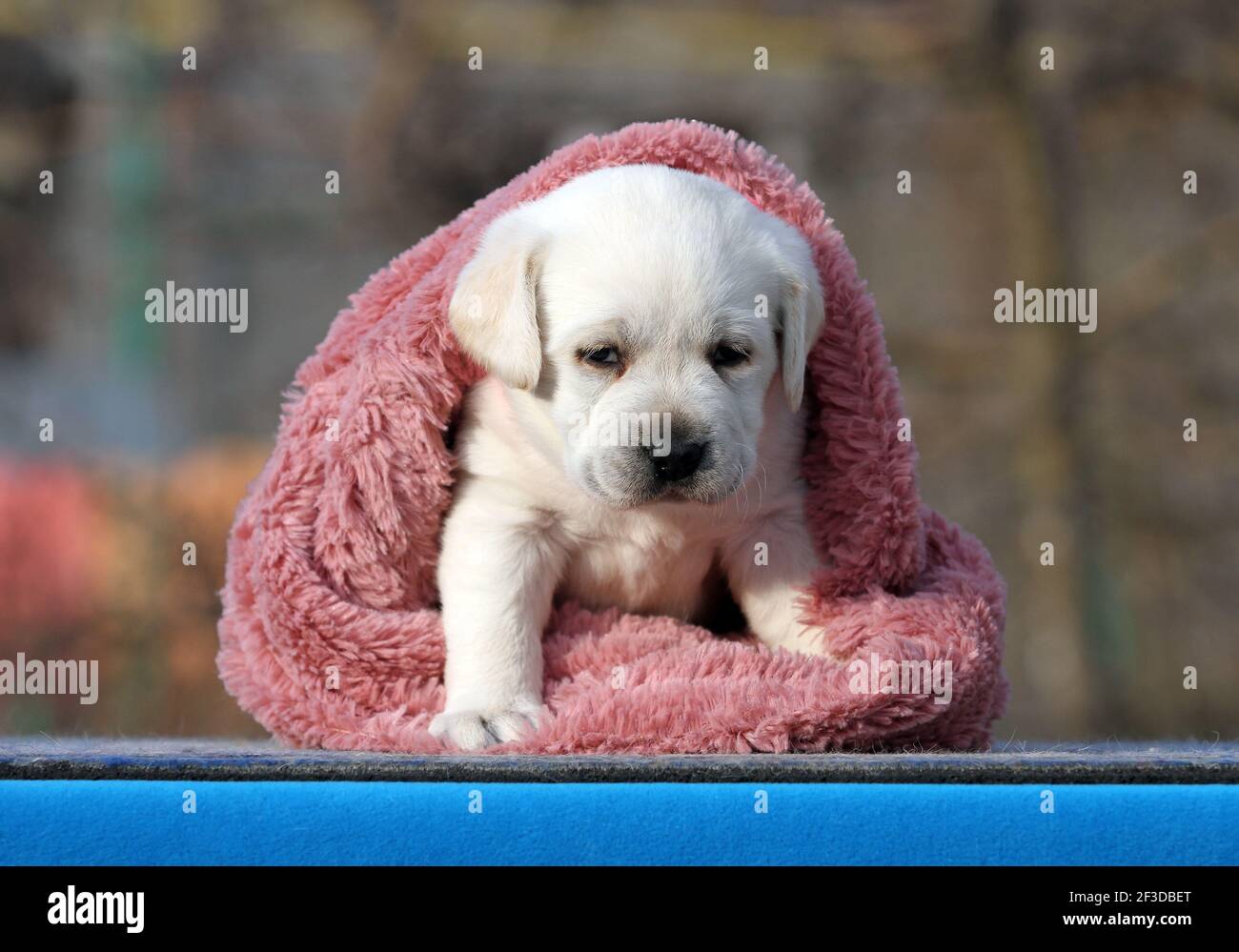 the yellow labrador puppy on the blue background Stock Photo - Alamy