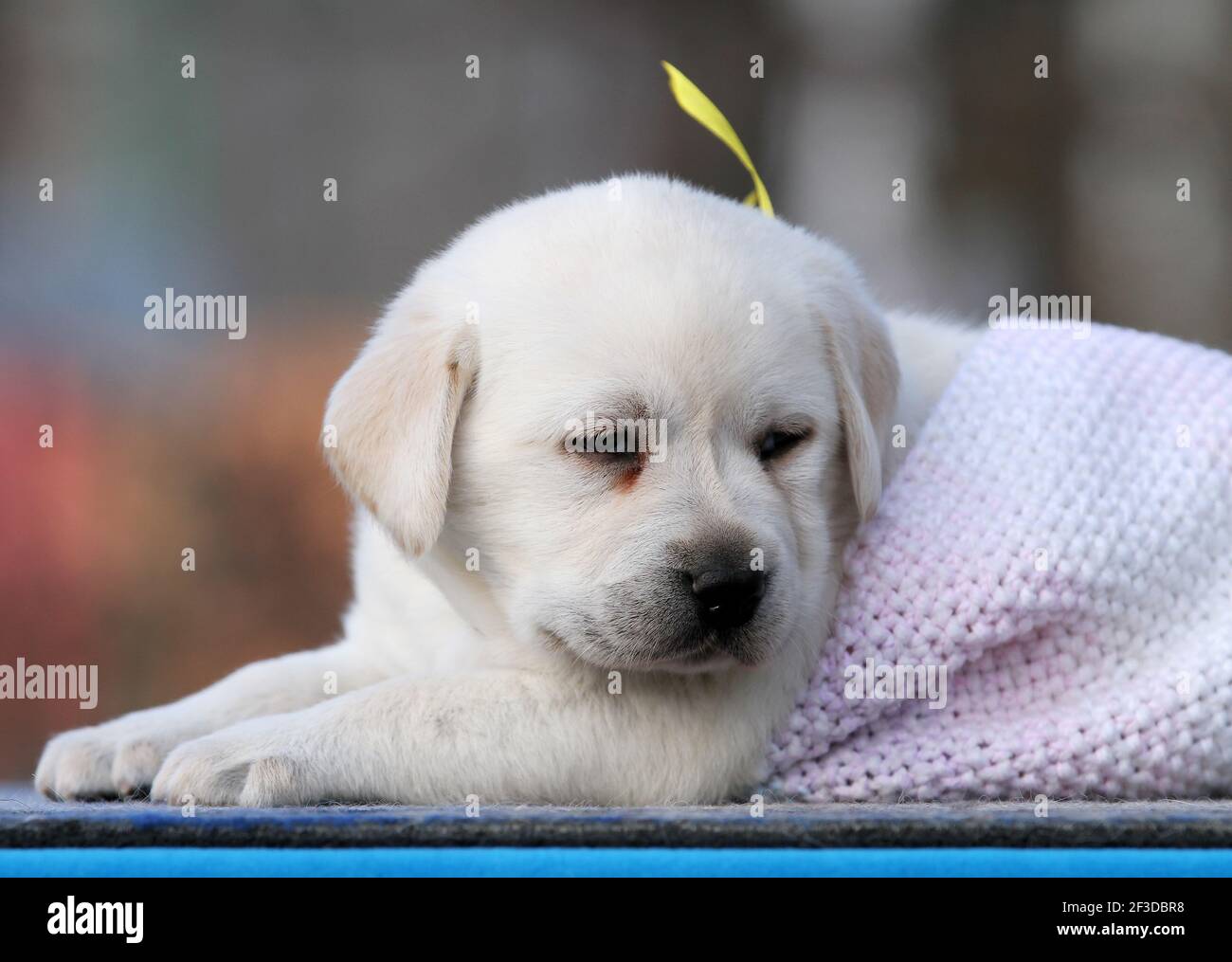 nice yellow labrador puppy on the blue background Stock Photo - Alamy
