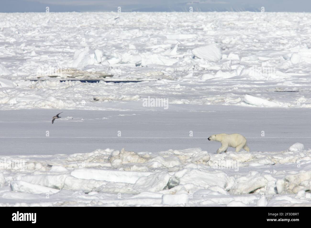 Polar Bear - On sea iceUrsus maritimus Svalbard (Spitsbergen) Norway MA001830 Stock Photo