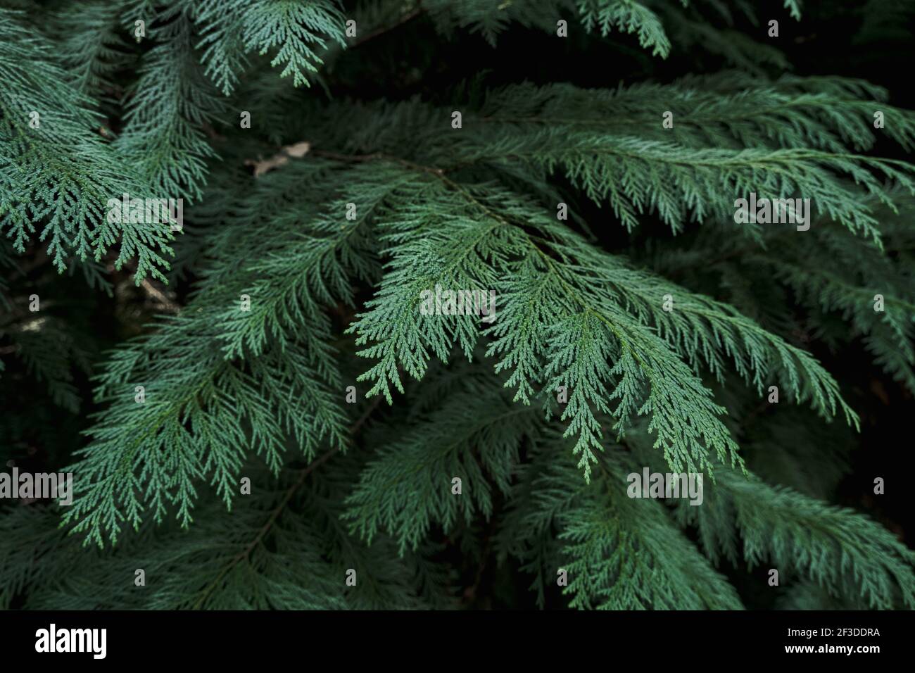 Detail of evergreen thuja tree green foliage Stock Photo
