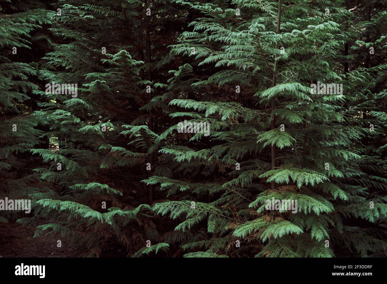 Evergreen thuja trees with  dark green foliage Stock Photo