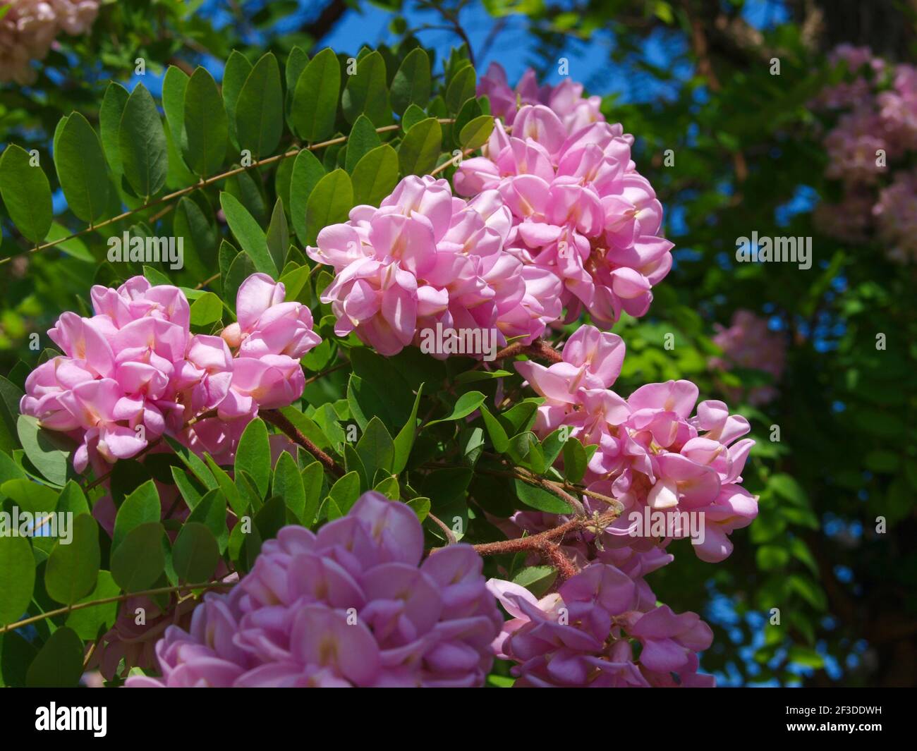 Pink blooming rose acacia tree close up. Stock Photo