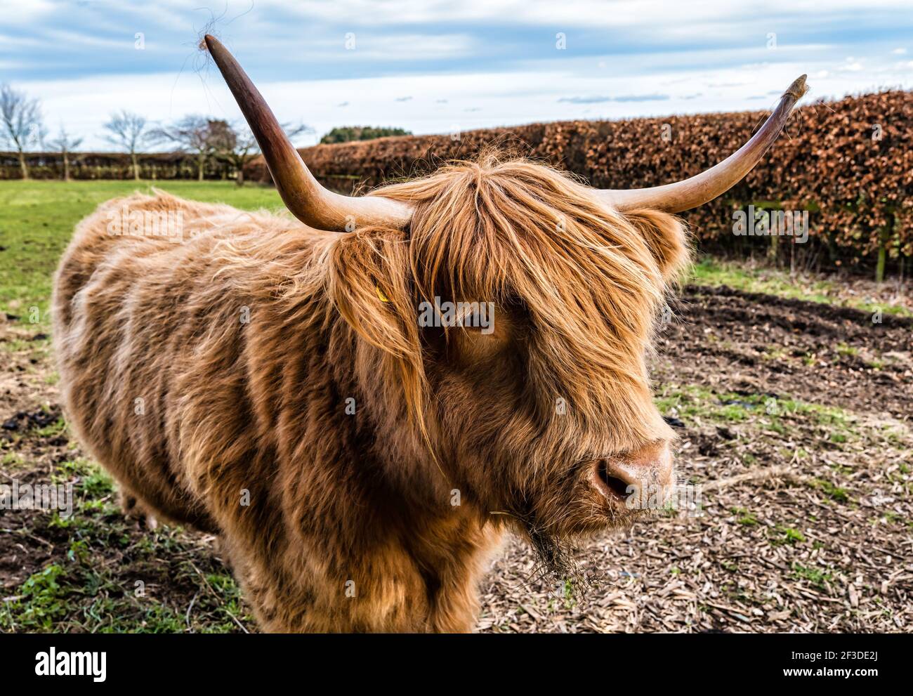 Close up of a brown Highland cow bull with large horns in a field, Scotland, UK Stock Photo