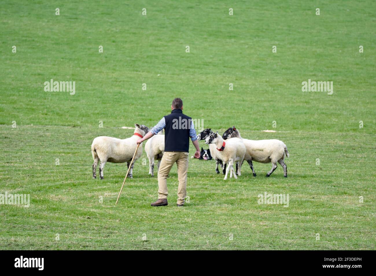 Scottish National Dog Trials, Stranraer, Scotland Stock Photo Alamy