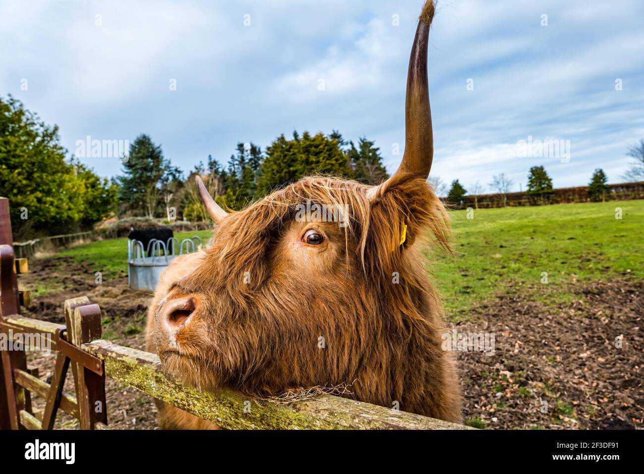 Highland cow face close up hi-res stock photography and images - Alamy