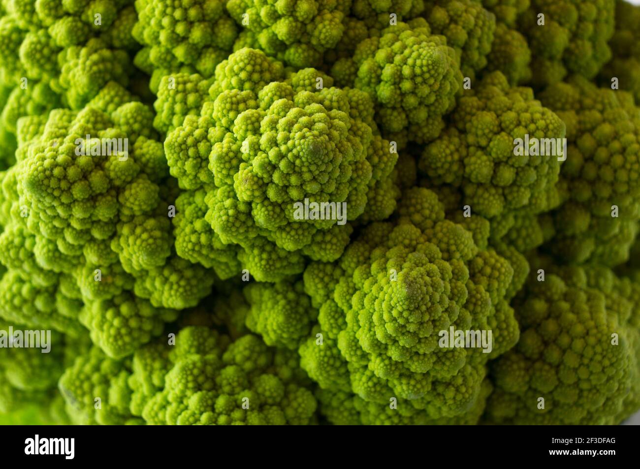 Roman cauliflower close up. Fractal Texture of Romanesco broccoli. Background of roman cauliflower. Stock Photo