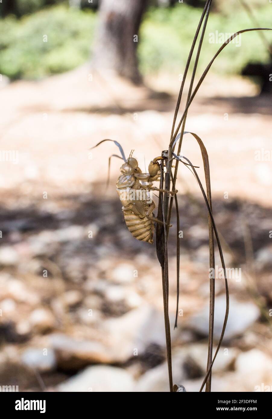 Insects sardinia hi-res stock photography and images - Alamy