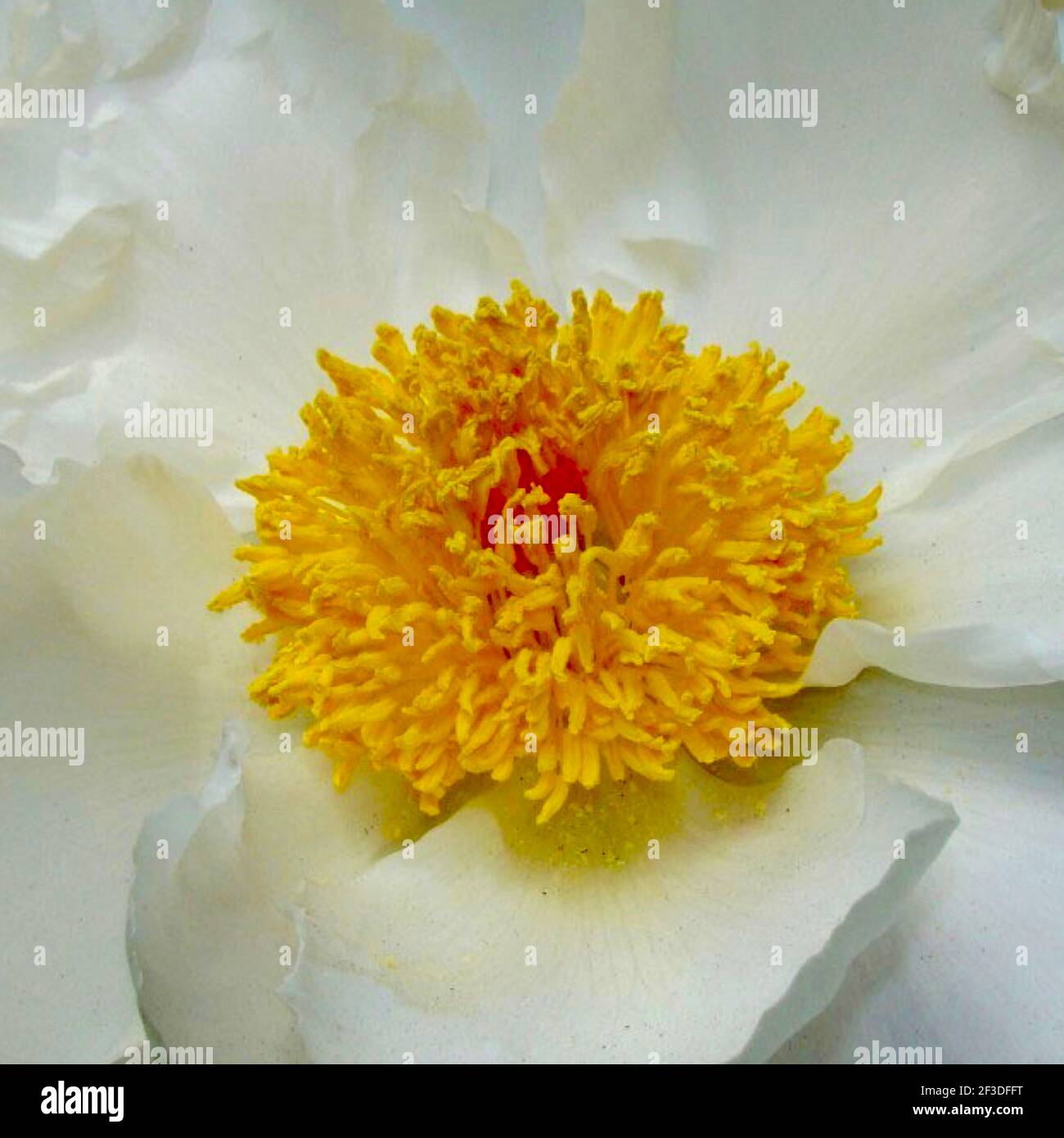 Beautiful close-up of peony flower with copy space to just add text - personal or business message. Stock Photo