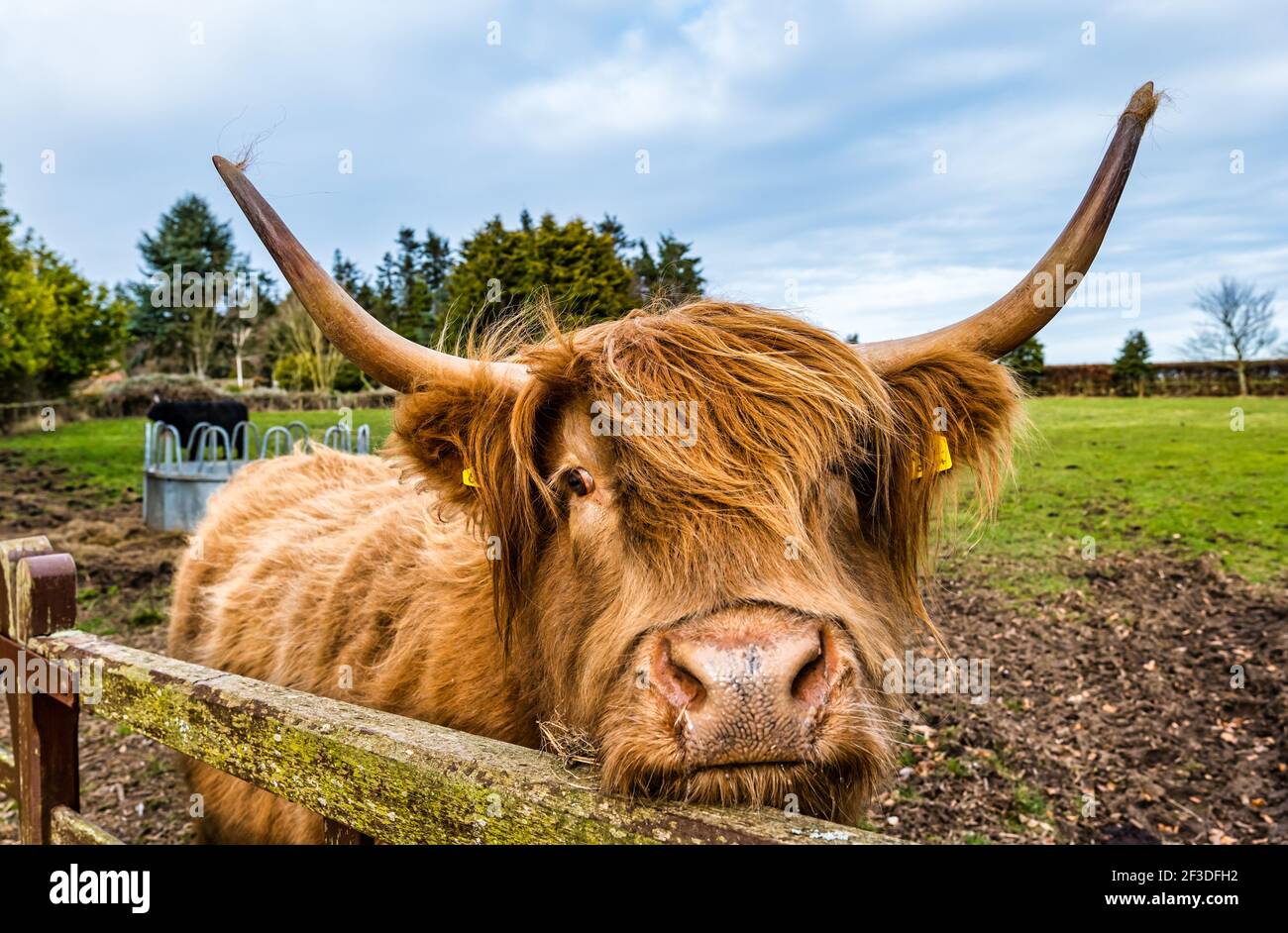 Highland cow face close up hi-res stock photography and images - Alamy